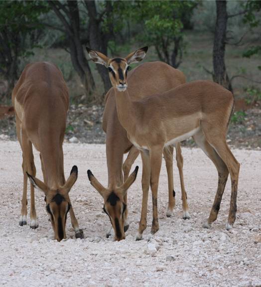 Angola black-faced impala in the Etosha